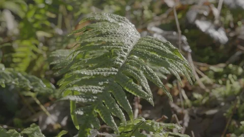 Spring Streams, moss ferns Stock Footage 128002299