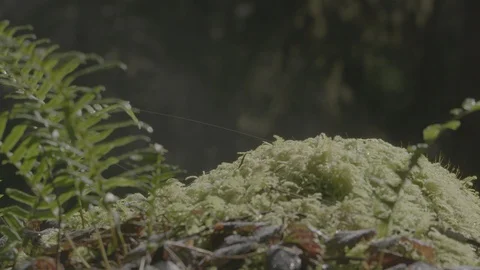 Spring Streams, moss ferns Stock Footage 128002386