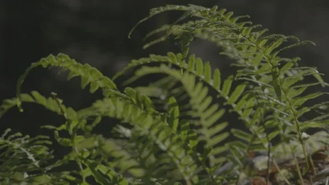 Spring Streams, moss ferns Stock Footage 128002697