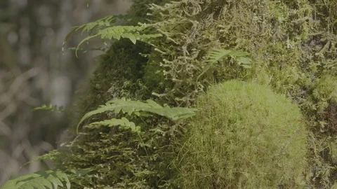 Spring Streams, moss ferns Stock Footage 128002740