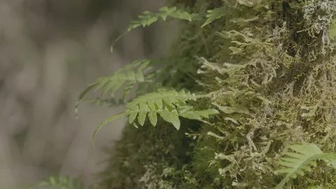 Spring Streams, moss ferns Stock Footage 128002791