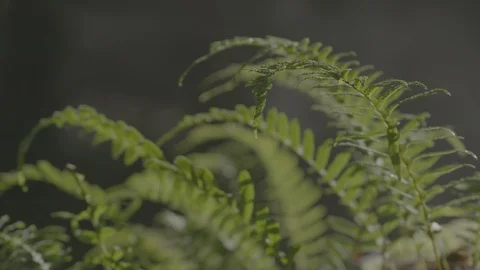 Spring Streams, moss ferns Stock Footage 128002849