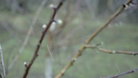 Spring, a sudden cold snap and a snowstorm covers the blossoming Stock Footage 131019210