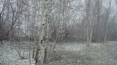 Spring, a sudden cold snap and a snowstorm covers the birch Stock Footage 131021017