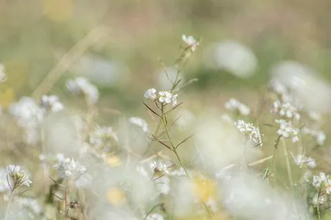 Spring summer background featuring soft-focus wildflowers, bokeh natural flor Stock Photos