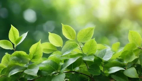 Spring summer background with frame of grass and leaves on nature. Juicy lu.. Stock-Fotos