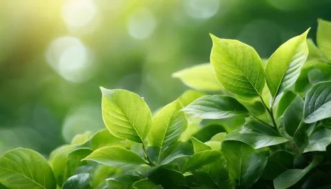 Spring summer background with frame of grass and leaves on nature. Juicy lu.. 스톡 사진