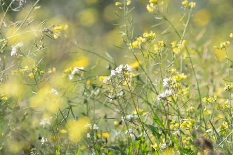 Spring summer background. Wild spring flowers growing in a sunlit meadow Stock Photos