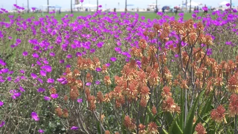 Spring Summer Beach Flowers Blowing Stock Footage 112894260