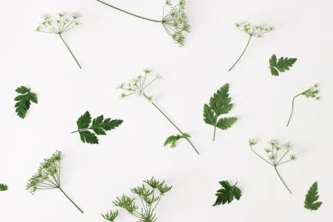 Spring, summer botanical pattern. Floral composition of blooming green cow Photos