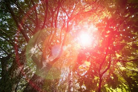Spring summer concept background. Variety crowns of the trees in the spring f 스톡 사진