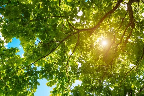 Spring summer concept background. Variety crowns of the trees in the spring f Stock-Fotos