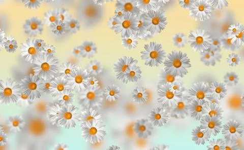 Spring-Summer concept. Chamomile flower pattern background. Flower pattern fo 스톡 일러스트