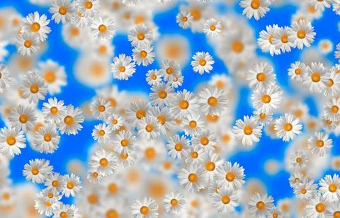 Spring-Summer concept. Chamomile flower pattern background. Flower pattern fo 스톡 일러스트