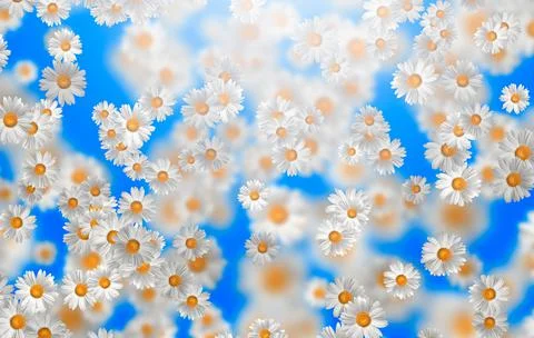 Spring-Summer concept. Chamomile flower pattern background. Flower pattern fo Stock Illustration