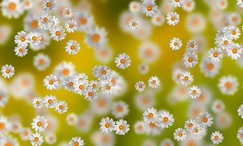 Spring-Summer concept. Chamomile flower pattern background. Flower pattern fo 스톡 일러스트