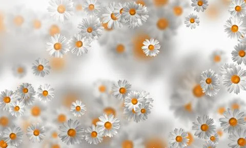 Spring-Summer concept. Chamomile flower pattern background. Flower pattern fo Stock Illustration