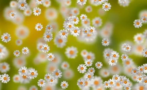 Spring-Summer concept. Chamomile flower pattern background. Flower pattern fo 스톡 일러스트