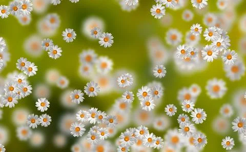 Spring-Summer concept. Chamomile flower pattern background. Flower pattern fo Stock Illustration