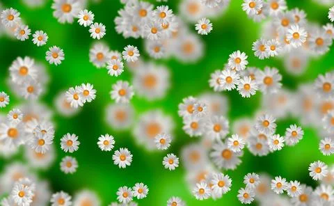 Spring-Summer concept. Chamomile flower pattern background. Flower pattern fo 스톡 일러스트