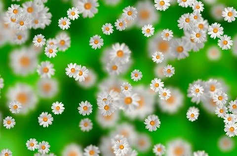 Spring-Summer concept. Chamomile flower pattern background. Flower pattern fo 스톡 일러스트