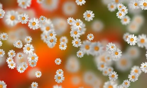 Spring-Summer concept. Chamomile flower pattern background. Flower pattern fo Stock Illustration