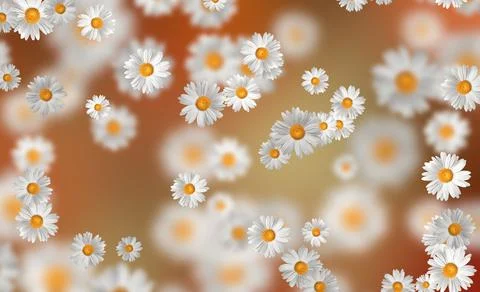 Spring-Summer concept. Chamomile flower pattern background. Flower pattern fo Stock Illustration