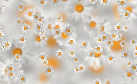 Spring-Summer concept. Chamomile flower pattern background. Flower pattern fo 스톡 일러스트