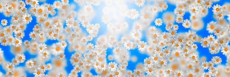 Spring-Summer concept. Chamomile flower pattern background. Flower pattern fo 스톡 일러스트