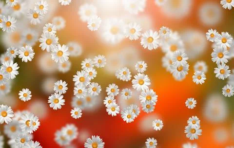 Spring-Summer concept. Chamomile flower pattern background. Flower pattern fo Stock Illustration