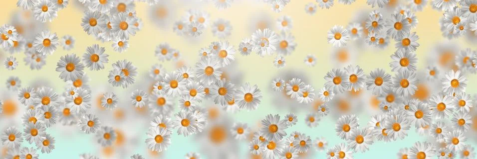 Spring-Summer concept. Chamomile flower pattern background. Flower pattern fo 스톡 일러스트