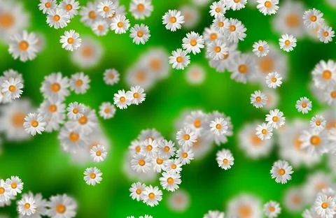 Spring-Summer concept. Chamomile flower pattern background. Flower pattern fo 스톡 일러스트