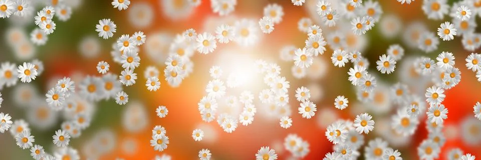 Spring-Summer concept. Chamomile flower pattern background. Flower pattern fo 스톡 일러스트
