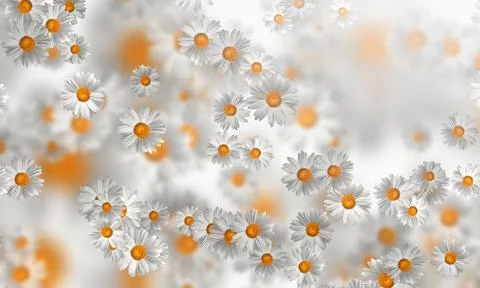 Spring-Summer concept. Chamomile flower pattern background. Flower pattern fo Stock Illustration