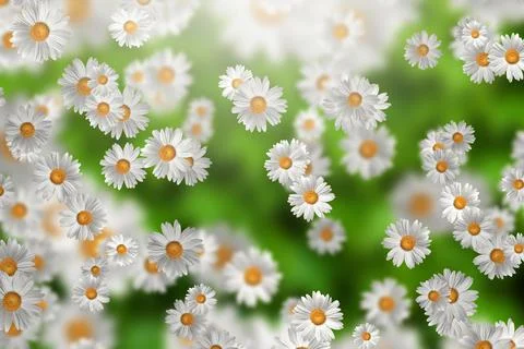 Spring-Summer concept. Chamomile flower pattern background. Flower pattern fo 스톡 일러스트
