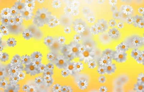 Spring-Summer concept. Chamomile flower pattern background. Flower pattern fo Stock Illustration