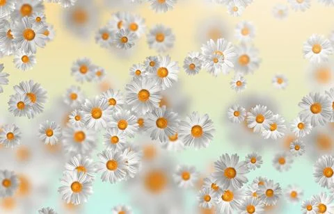Spring-Summer concept. Chamomile flower pattern background. Flower pattern fo Stock Illustration