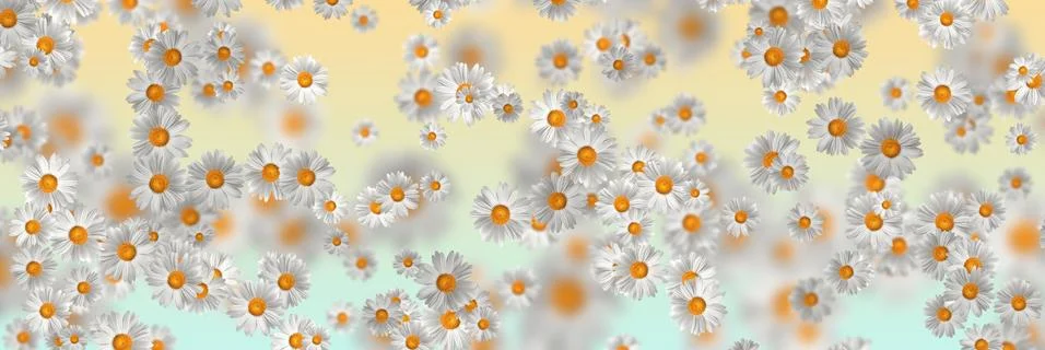Spring-Summer concept. Chamomile flower pattern background. Flower pattern fo 스톡 일러스트