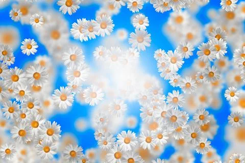 Spring-Summer concept. Chamomile flower pattern background. Flower pattern fo Stock Illustration