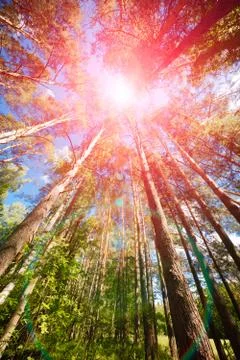 Spring summer concept vertical background. Variety crowns of the trees in the Foto stock