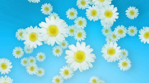 Spring Summer Daisies Blue 스톡 동영상 48556982