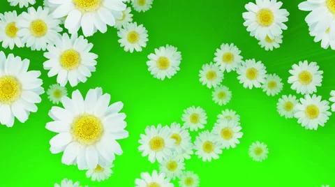 Spring Summer Daisies Green Video stock 48557211