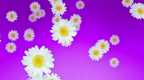 Spring Summer Daisies Purple 스톡 동영상 48557147