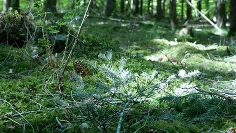 Spring / Summer Forest 動画素材 129257664