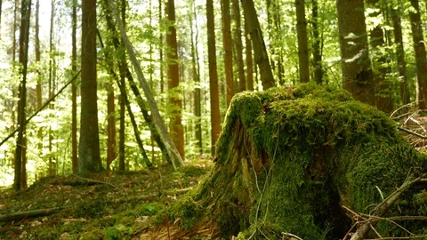 Spring / Summer Forest 動画素材 129307215