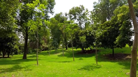 Spring-Summer Forest with Lush Vegetation 스톡 동영상 310955118
