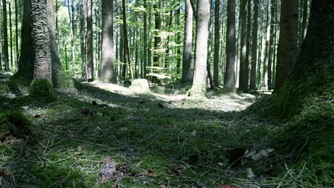 Spring / Summer Forest slow motion 動画素材 129385723