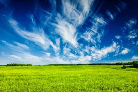 Spring summer green field scenery lanscape Stock Photos