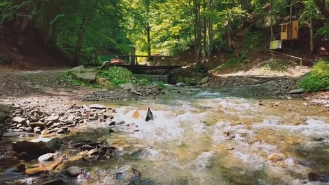 Spring, summer mountain river among pines and firs. Video stock 80022839