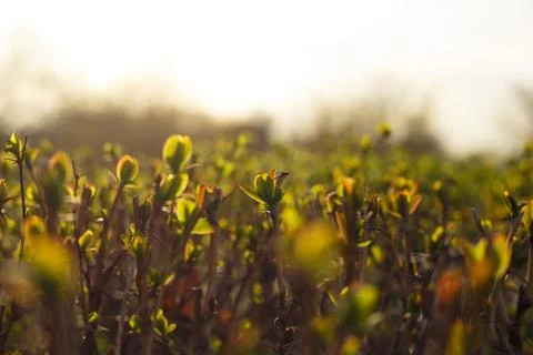 Spring summer natural background. Copy space. Fresh juicy young shrub in natu Stock Photos